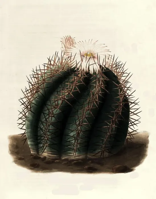 Framed Print : Echinocactus (cactaceae) horizonthalonius is a species of plant in the genus Echinocactus in the family Framed Print : Echinocactus (cactaceae) horizonthalonius is a species of plant in the genus Echinocactus in the family