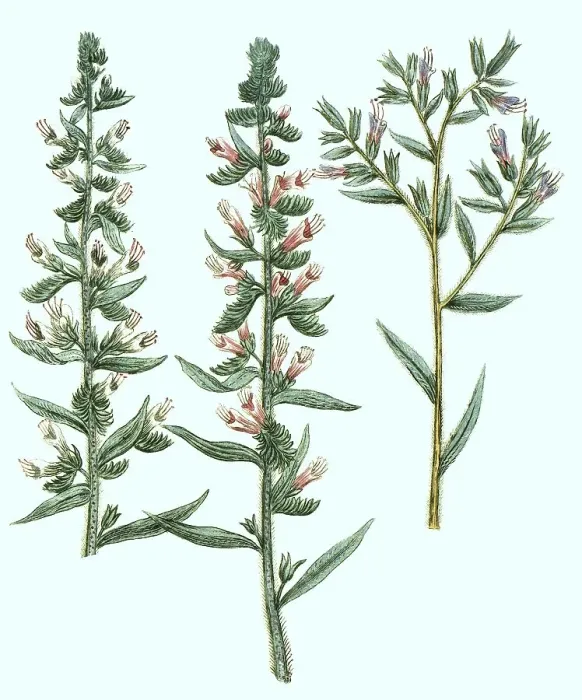 Framed Print : Echium majus, common viper's bugloss (Echium vulgare) or viper's bugloss viper's bugloss