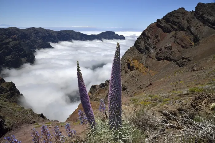 Framed Print : Echium wildpretii (Echium wildpretii) in front of the Caldera de Taburiente Framed Print : Echium wildpretii (Echium wildpretii) in front of the Caldera de Taburiente