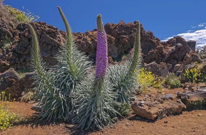 Framed Print : Echium wildpretii (Echium wildpretii) in front of lava rock