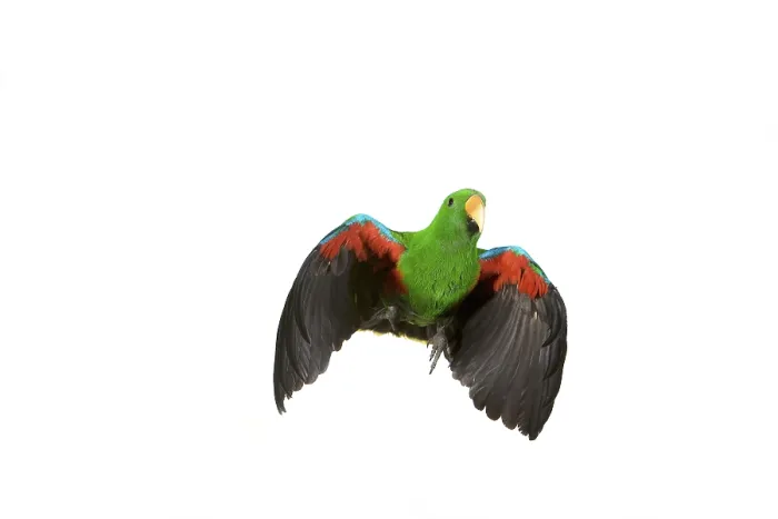 Framed Print : Eclectus Parrot (eclectus roratus) Framed Print : Eclectus Parrot (eclectus roratus)