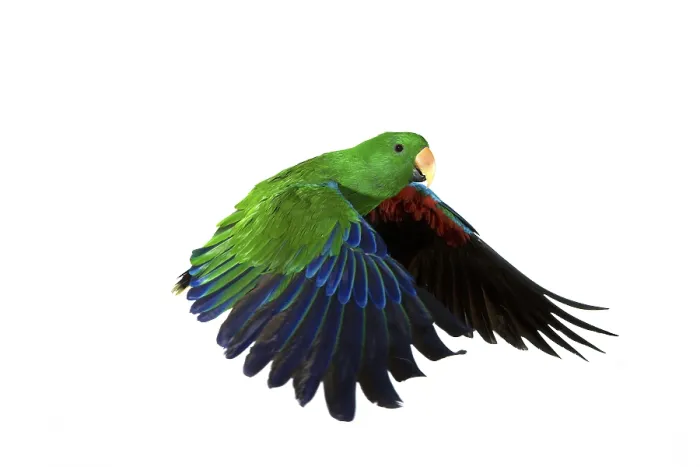 Framed Print : Eclectus Parrot (eclectus roratus)