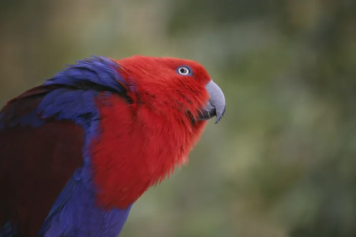 Framed Print : Eclectus roratus (female), the male is completely different in colour (green with red flanks and yellow upper bill)