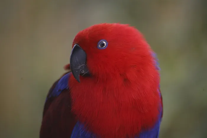 Framed Print : Eclectus roratus (female), the male is completely different in colour (green with red flanks and yellow upper bill)
