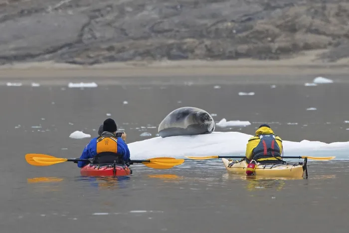 Framed Print : Eco-tourists in kayaks taking pictures of bearded seal (Erignathus barbatus)