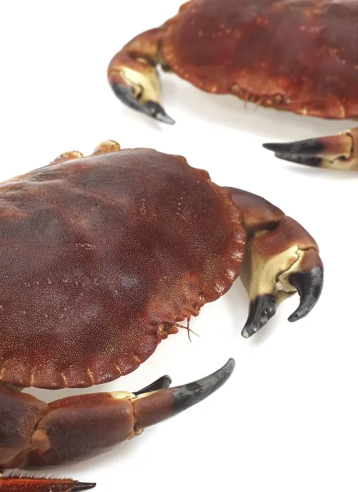 Framed Print : Edible crab, crayfish (pagurus) Framed Print : Edible crab, crayfish (pagurus)