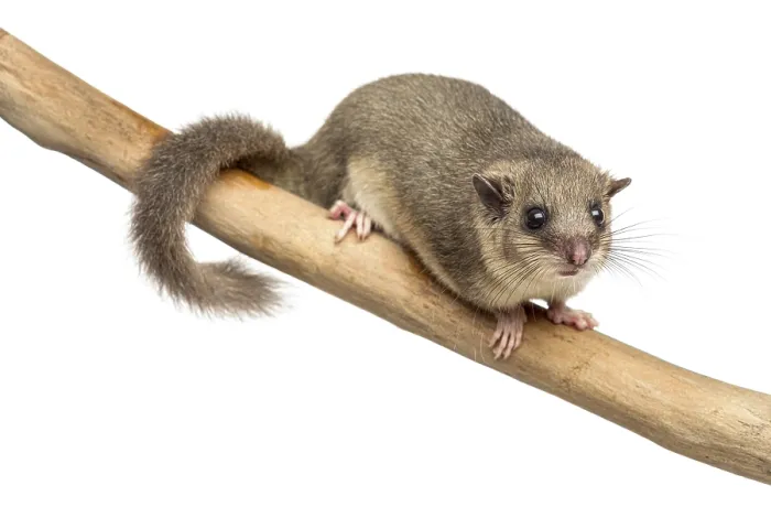 Framed Print : Edible dormouse on a branch in front of a white background