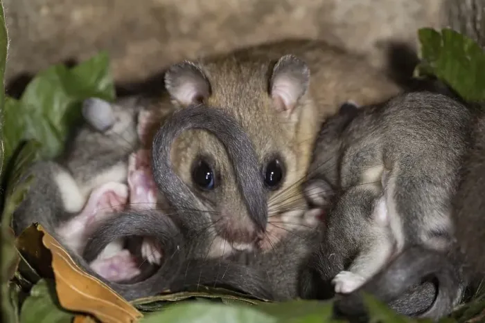 Framed Print : Edible dormouse (Glis glis), female with youngs Framed Print : Edible dormouse (Glis glis), female with youngs