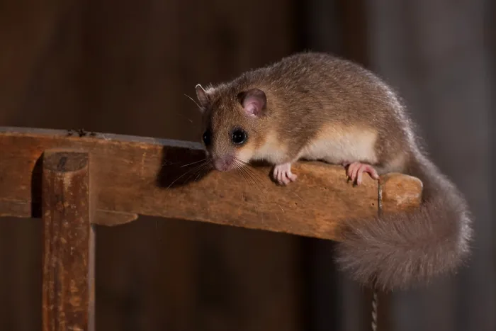 Framed Print : Edible dormouse (Glis glis), sitting, in barn