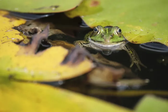 Framed Print : Edible Frog (Pelophylax cl. esculentus)