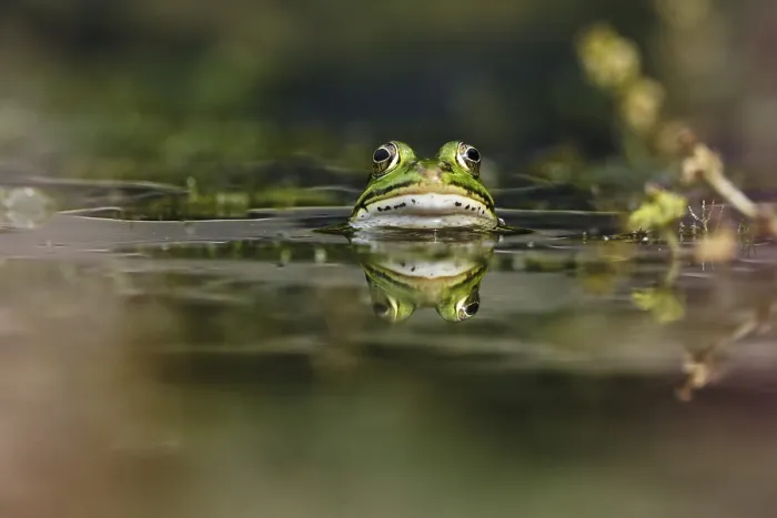 Framed Print : Edible Frog (Pelophylax cl. esculentus) Framed Print : Edible Frog (Pelophylax cl. esculentus)