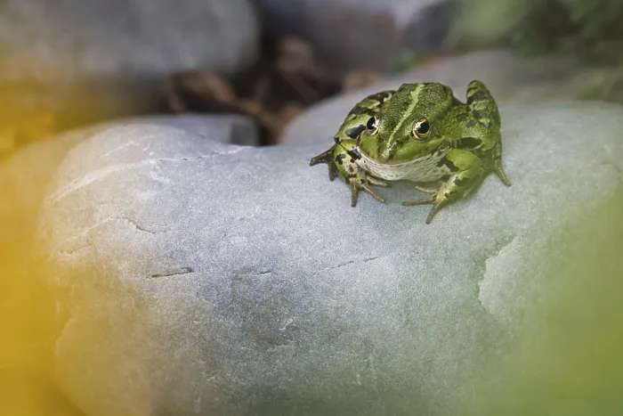Framed Print : Edible Frog (Pelophylax cl. esculentus) on a stone in the countryside