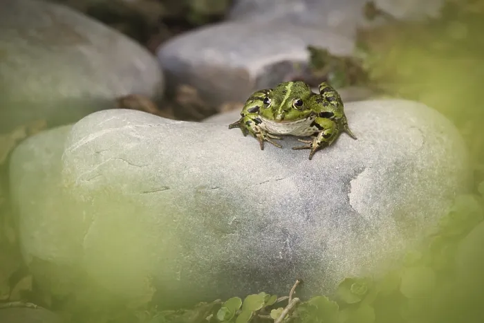 Framed Print : Edible Frog (Pelophylax cl. esculentus) on a stone in the countryside Framed Print : Edible Frog (Pelophylax cl. esculentus) on a stone in the countryside