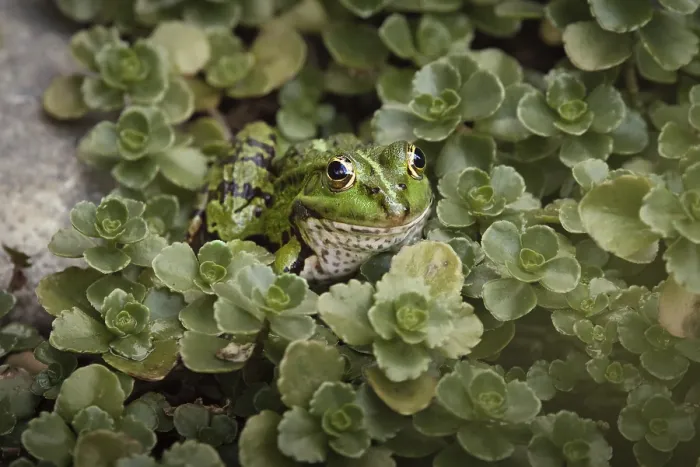 Framed Print : Edible Frog (Pelophylax cl. esculentus) on a stone in the countryside