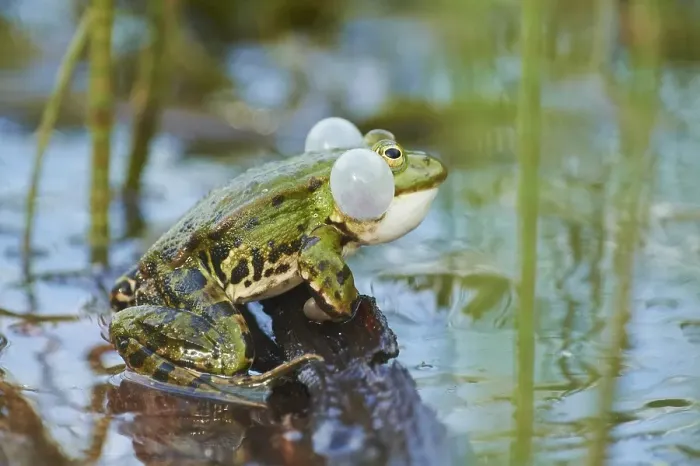 Framed Print : Edible frog (Pelophylax esculentus)