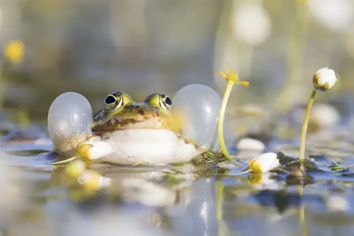 Framed Print : Edible frog (Pelophylax esculentus) in water Framed Print : Edible frog (Pelophylax esculentus) in water