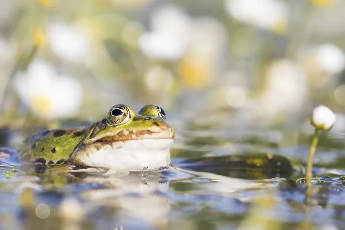 Framed Print : Edible frog (Pelophylax esculentus) in water