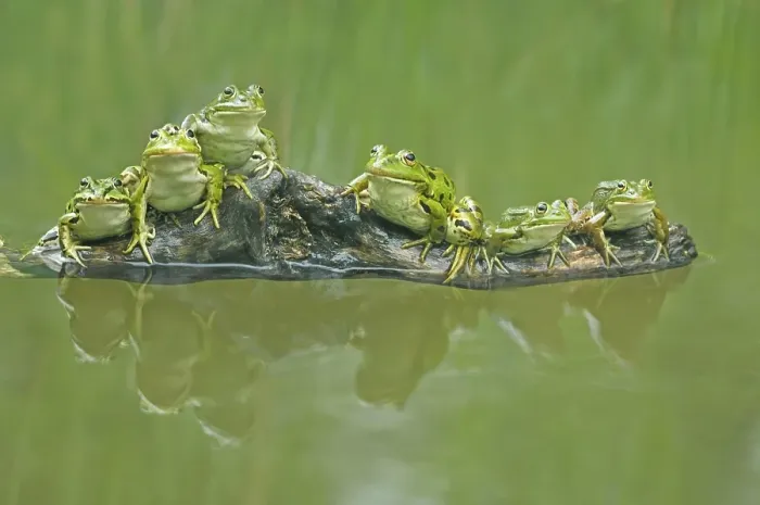 Framed Print : Edible frogs (Rana esculenta) sitting on a branch