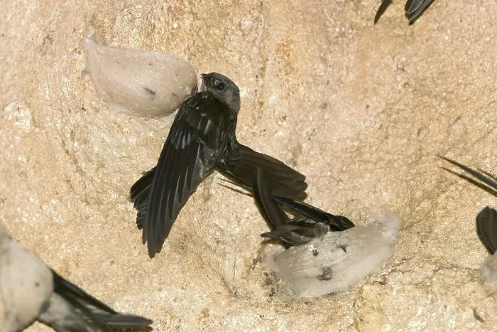 Framed Print : Edible-nest swiftlet (Aerodramus fuciphagus)