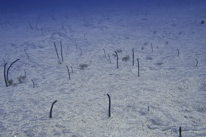 Framed Print : Thin eels, Brown garden eels (Heteroconger longissimus)