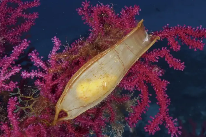 Framed Print : Egg capsule of nursehound (Scyliorhinus stellaris) attached to violescent sea-whip (Paramuricea clavata) in the Mediterranean Sea near Hyeres. Dive site Giens Peninsula, Cote dAzur, France, Europe Framed Print : Egg capsule of nursehound (Scyliorhinus stellaris) attached to violescent sea-whip (Paramuricea clavata) in the Mediterranean Sea near Hyeres. Dive site Giens Peninsula, Cote dAzur, France, Europe