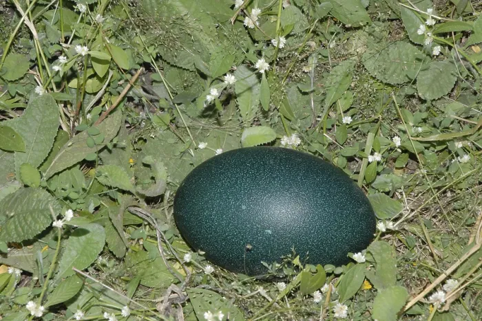 Framed Print : Egg of Emu bird, Dadade, Jawhar