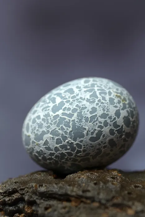 Framed Print : Egg of the Guira Cuckoo (Guira guira)