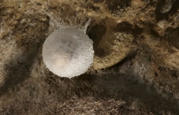 Framed Print : Egg sacs of the European Cave Spider (Meta Menardi) Framed Print : Egg sacs of the European Cave Spider (Meta Menardi)