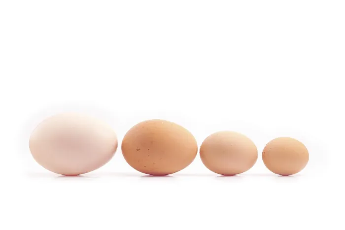 Framed Print : Eggs - four chicken eggs of different sizes lined up Framed Print : Eggs - four chicken eggs of different sizes lined up