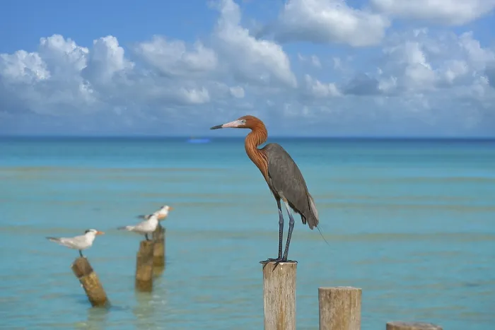 Framed Print : Egretta rufescens or Reddish Egret heron bird in Caribbean sea Framed Print : Egretta rufescens or Reddish Egret heron bird in Caribbean sea