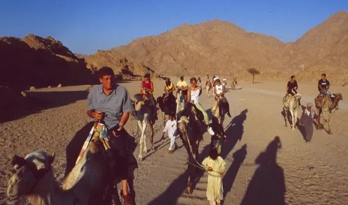 Framed Print : Egypt: A dromedary safari in the Sinai desert