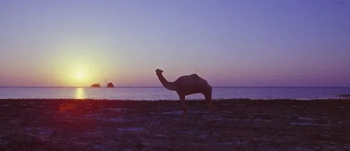 Framed Print : Egypt: A dromedary at sunset on the beach in front of the shipwreck Maria Schroeder in the Sinai desert