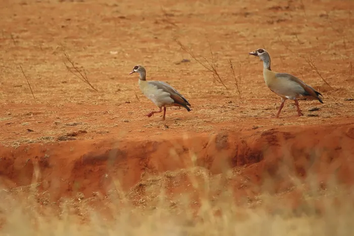 Framed Print : Two Egyptian geese (Alopochen aegyptiaca) at the Ngutuni Wildlife Conservancy in Kenya