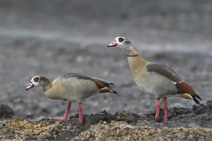 Framed Print : Egyptian geese (Alopochen aegyptiacus)