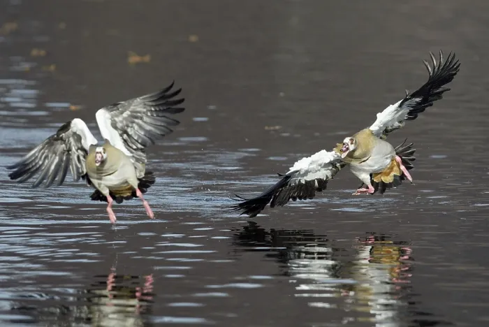 Framed Print : Egyptian Geese (Alopochen aegyptiacus)