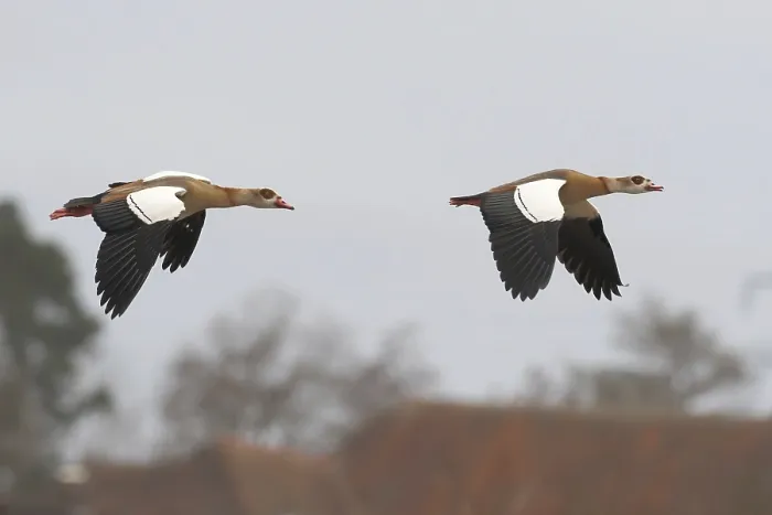 Framed Print : Two egyptian geese (Alopochen aegyptiacus)