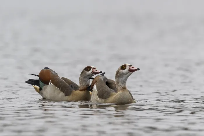 Framed Print : Egyptian geese (Alopochen aegyptiacus)