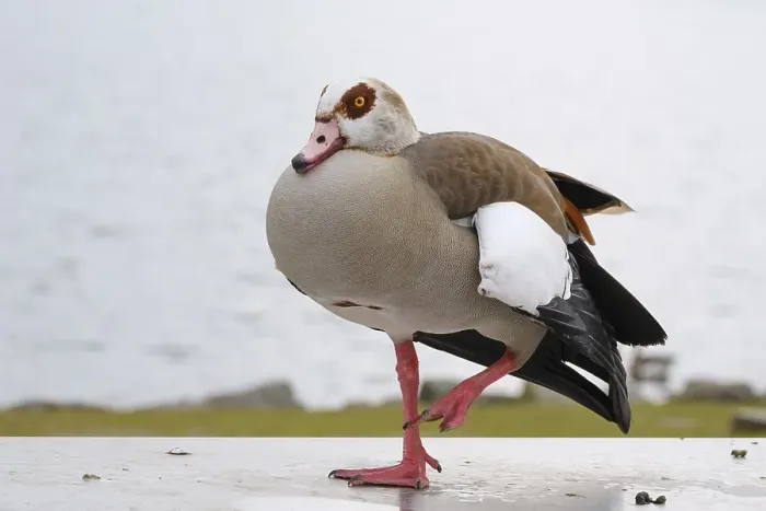 Framed Print : Egyptian Goose (Alapochen aegyptiacus) at Phoenix Lake Framed Print : Egyptian Goose (Alapochen aegyptiacus) at Phoenix Lake