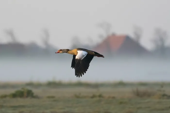 Framed Print : Egyptian goose (Alopochen aegyptiaca) Framed Print : Egyptian goose (Alopochen aegyptiaca)