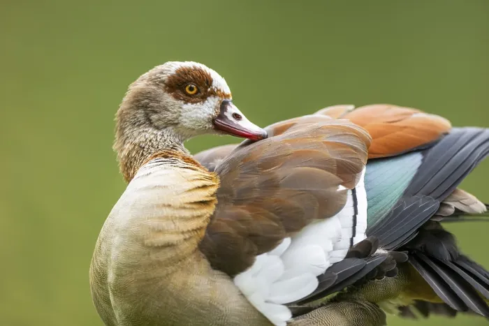 Framed Print : Egyptian goose (Alopochen aegyptiaca)