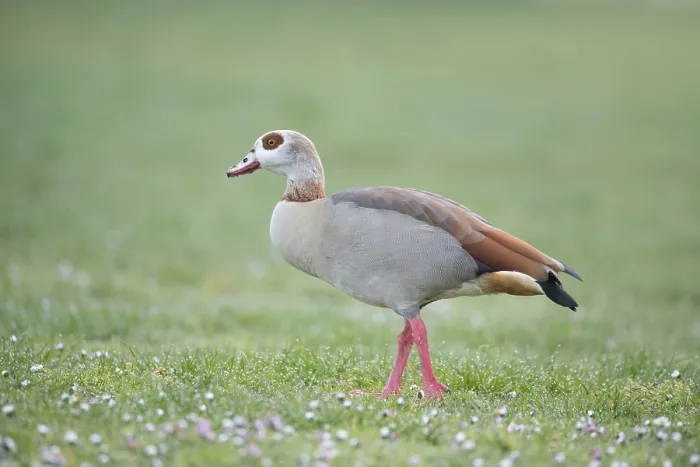 Framed Print : Egyptian goose (Alopochen aegyptiaca) Framed Print : Egyptian goose (Alopochen aegyptiaca)