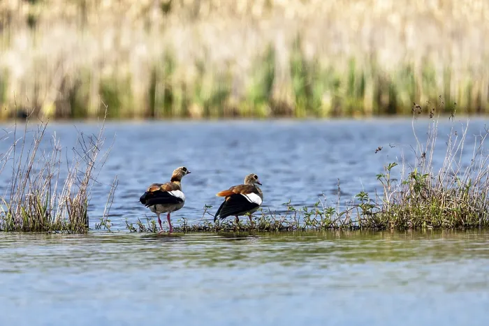 Framed Print : Egyptian goose (Alopochen aegyptiaca)