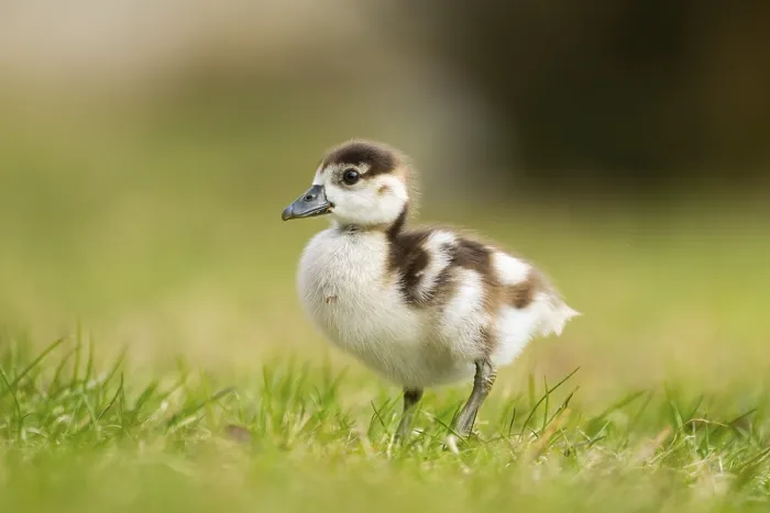 Framed Print : Egyptian goose (Alopochen aegyptiaca) cute chick on a meadow at the shore of a lake Framed Print : Egyptian goose (Alopochen aegyptiaca) cute chick on a meadow at the shore of a lake