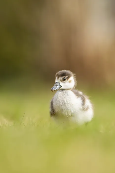 Framed Print : Egyptian goose (Alopochen aegyptiaca) cute chick on a meadow at the shore of a lake