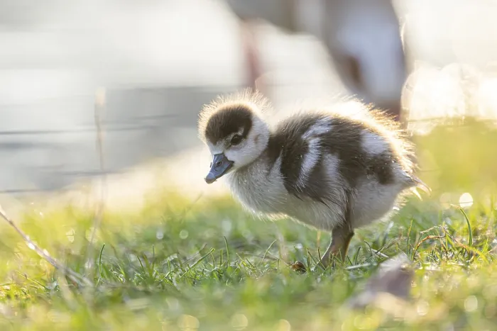 Framed Print : Egyptian goose (Alopochen aegyptiaca) cute chick on a meadow at the shore of a lake