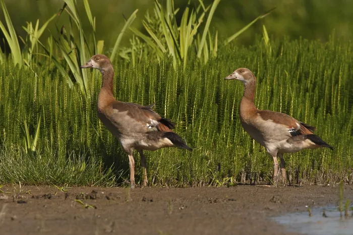 Framed Print : Egyptian Goose (Alopochen aegyptiaca) juvenile