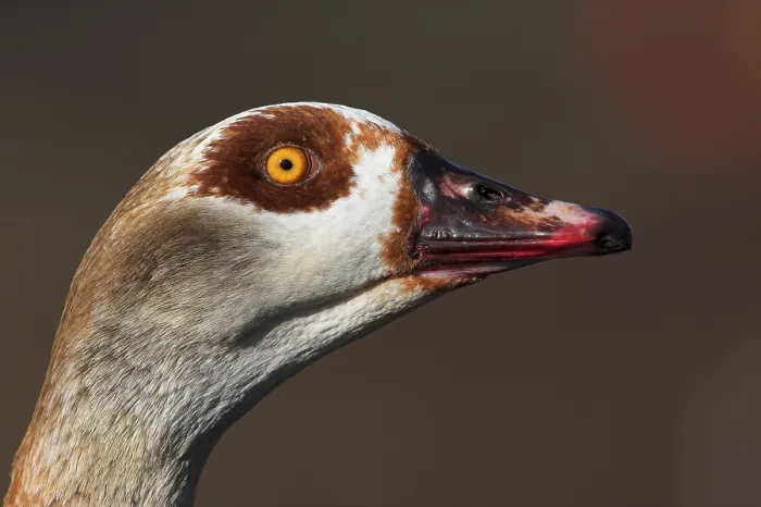 Framed Print : Egyptian Goose (Alopochen aegyptiaca) juvenile Framed Print : Egyptian Goose (Alopochen aegyptiaca) juvenile