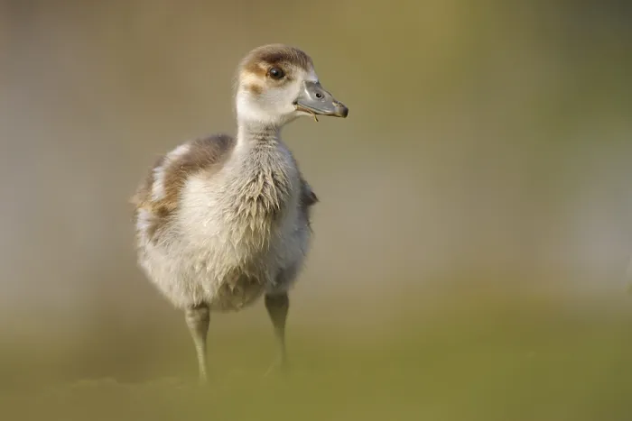 Framed Print : Egyptian Goose (Alopochen aegyptiaca) juvenile