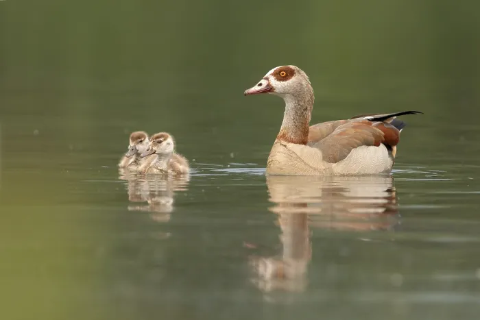 Framed Print : Egyptian Goose (Alopochen aegyptiaca) juvenile