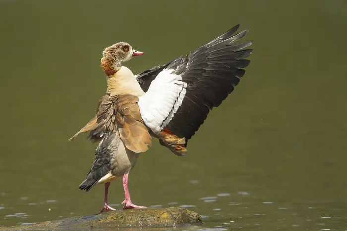 Framed Print : Egyptian Goose (Alopochen aegyptiacus) Framed Print : Egyptian Goose (Alopochen aegyptiacus)
